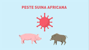 Peste Suina Africana (PSA) - Misure urgenti e straordinarie